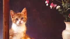 Cats Kittens painting artwork