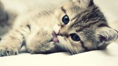 Cats Kittens paws licking lying down