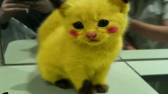 Cats Kittens Pikachu youtube pikacat