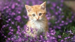 Cats Kittens purple flowers
