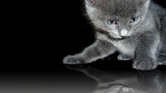 Cats Kittens reflections