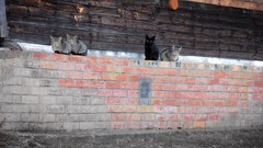 Cats Kittens Russia