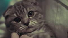 Cats Kittens Scottish Fold