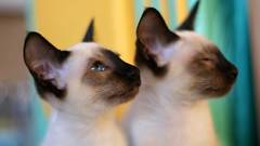 Cats Kittens siamese