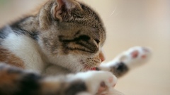 Cats Kittens sleeping animal