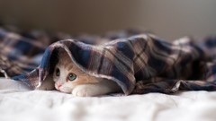 Cats Kittens sleepy ben torode