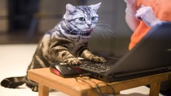 Cats Laptops
