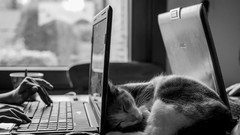 Cats Laptops greyscale