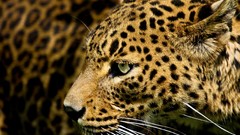 Cats Leopards jaguars