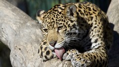 Cats Leopards tongue licking licking fingers