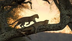 Cats Leopards wild animals
