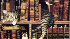 Cats Library Books Owls