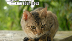 Cats lolcat