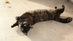 Cats lying down animal