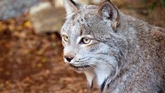 Cats lynx