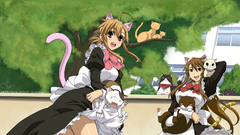 Cats maids nekomimi nyan
