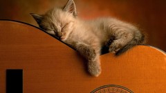 Cats master guitars