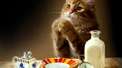 Cats milk begging