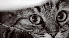 Cats mimi monochrome