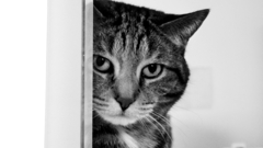 Cats monochrome