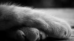 cats monochrome Animals paws Mammals