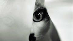 Cats monochrome grayscale