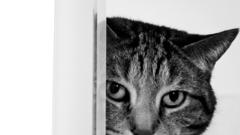 Cats monochrome greyscale