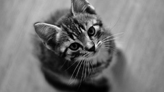 Cats monochrome Kittens greyscale