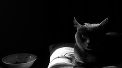 Cats monochrome pillows indoors