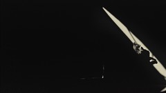 Cats monochrome shadows grayscale