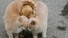 Cats national geographic