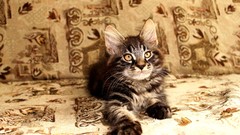 Cats natural complex magazine