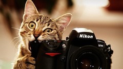 Cats Nikon Cameras