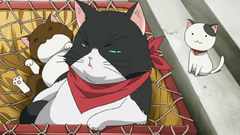 Cats nyan koi Anime