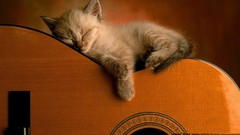 Cats orange guitars sleeping