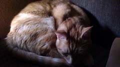 Cats orange sleeping sunning