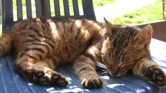 Cats outdoors sleeping