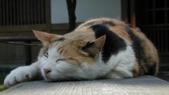 Cats outdoors sleeping