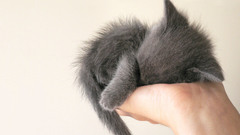 Cats palm Animals hands