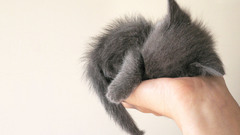 Cats palm Animals hands