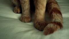 Cats paws tails