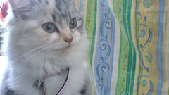 Cats Persian Kittens