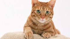 Cats pets