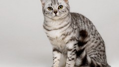 Cats pets Simple Background