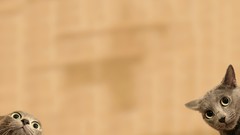 Cats Photo manipulation