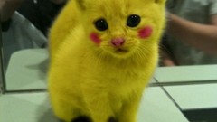 Cats Pikachu Pokemon cosplay