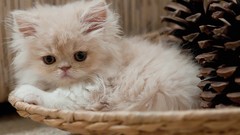 Cats pinecones Kittens