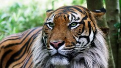 Cats Predators Tigers