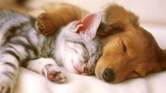 Cats Puppies Dogs Kittens baby animals