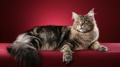 Cats red background pets